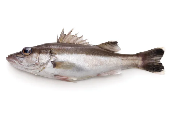Πριονισμένη Πέρκα Ψάρι Αλμυρού Νερού Ένα Ψάρι Που Ονομάζεται Ara — Φωτογραφία Αρχείου