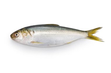 Kohada gizzard shad, Japon suşi içerikli balık, beyaz arka planda izole edilmiş.