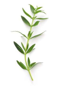 hyssop beyaz arkaplanda izole edildi