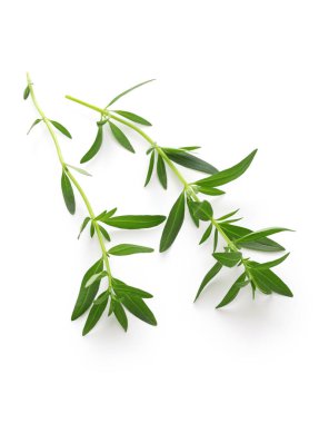 hyssop beyaz arkaplanda izole edildi