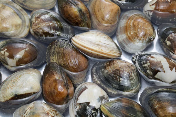 Japanese Asari Clams Kajishima Luxury Ingredients — 스톡 사진