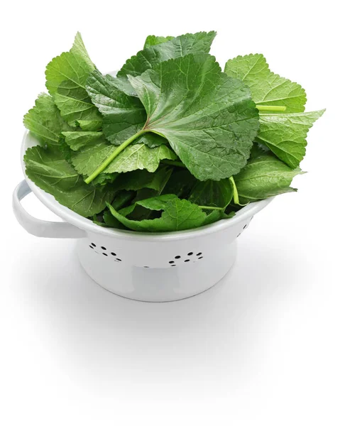 Mallow Leaves Moroccan Mallow Salad Ingredient — Stock Photo, Image