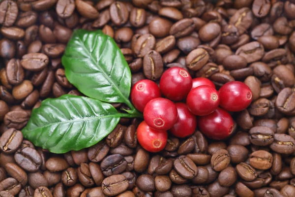Świeże Czerwone Ziarna Kawy Liśćmi Białym Tle — Zdjęcie stockowe