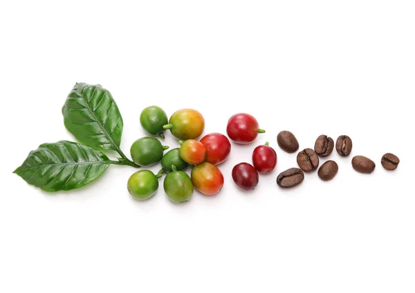 Färska Röda Kaffebönor Med Blad Vit Bakgrund — Stockfoto