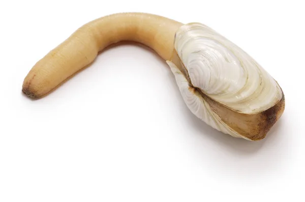 Japonês Geoduck Isolado Fundo Branco — Fotografia de Stock