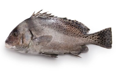 Koshoudai (hilal tatlı dudaklar), Japon balığı