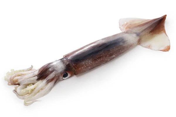 Japanese Flying Squid Isolated White Background — Stockfoto