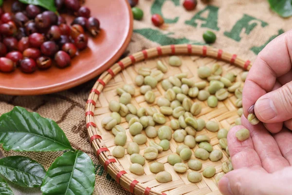 Peeling Raw Coffee Beans Coffee Cherries — Stock Photo, Image