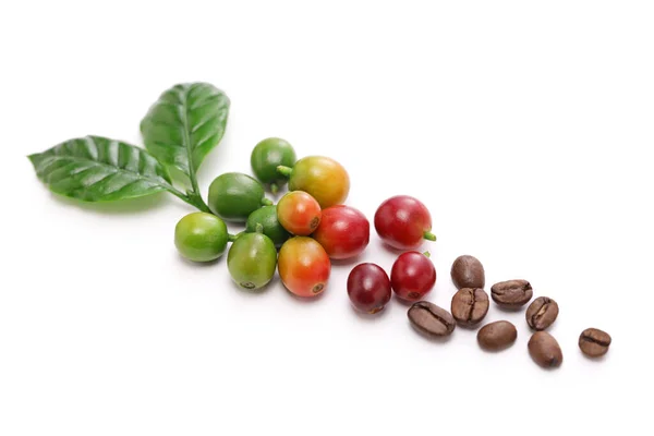 Coffee Cherry Beans Leaves — Stockfoto
