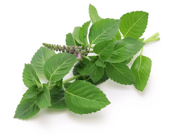 Thai Holy Basil Krapow — Foto de Stock