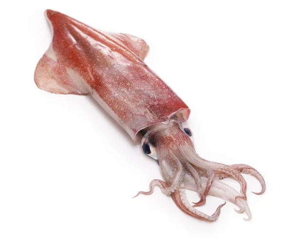 Swordtip Squid Japan Called Kensakiika — Foto Stock