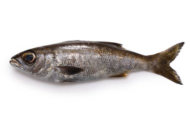 Kuromutsu( Japanese bluefish ) isolated on white background