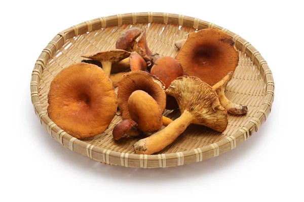 Weeping Milk Cap Mushrooms Lactarius Volemus — Stock Photo, Image