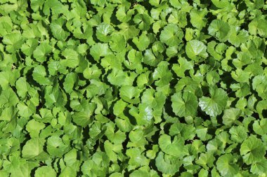 Gotu kola, Indian pennywort, Asiatic pennywort