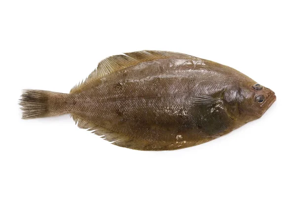 Mushigarei Nose Flounder Shotted Halibut Eopsetta Grigorjewi — Stock Photo, Image