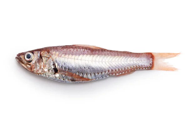 유명하지 맛있는 물고기 Neoscopelus Microchir Matsubara — 스톡 사진