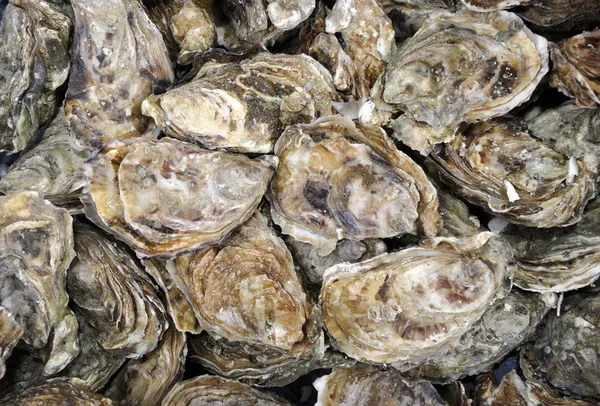 Fresh oysters — Stock Photo, Image