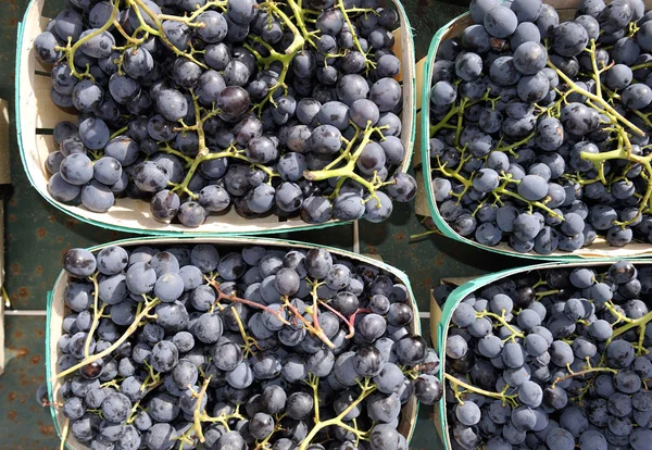 Grapes after the harvest — Stock Photo, Image