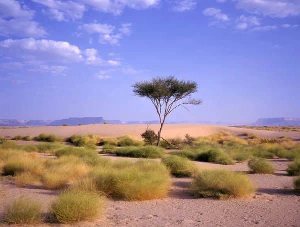 Träd vid en oas i den Arabiska öknen — Stockfoto