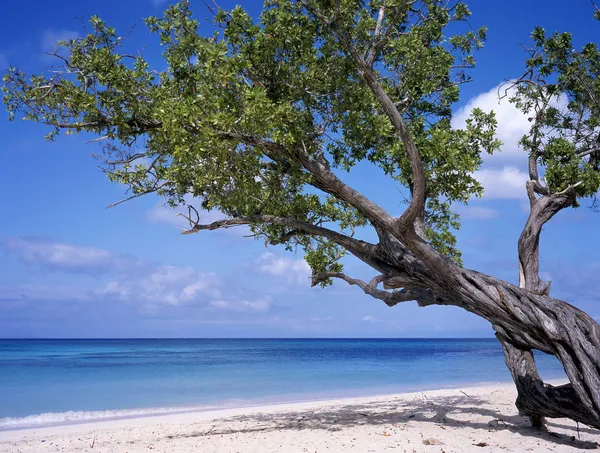 Beach at Cuba — Stock Photo, Image