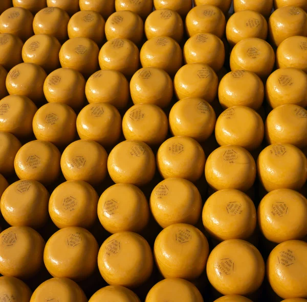 Edam 40 cheeses — Stock Photo, Image