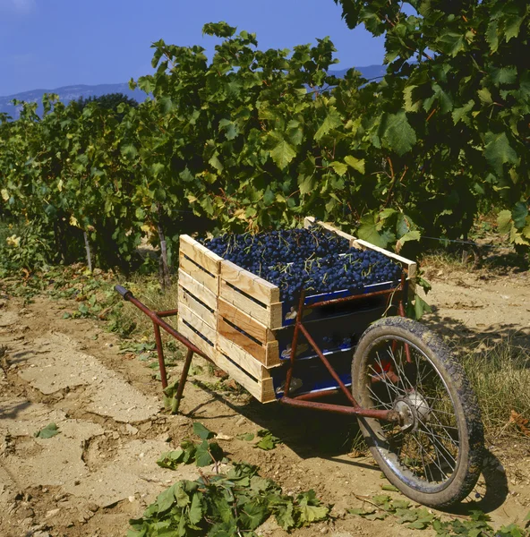 Colheita das uvas — Fotografia de Stock