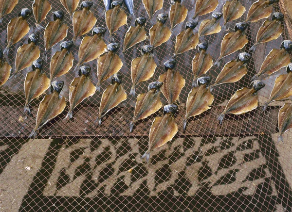 Stockfish — Stock Photo, Image
