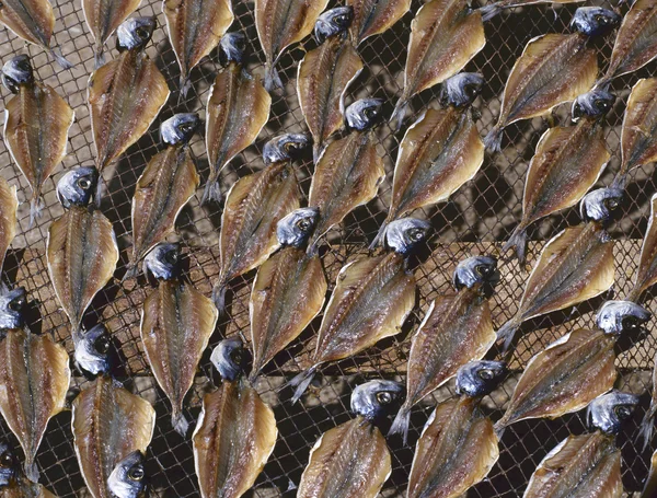 Drying stockfish — Stock Photo, Image