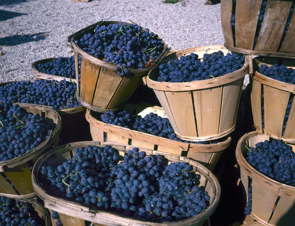 Blaue Weintrauben in Weidenkörben — Stockfoto