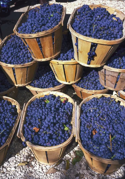 Blue wine grapes in wicker baskets — Stock Photo, Image