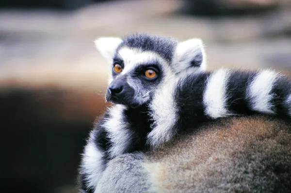 Ringtailed λεμούριος (catta λεμούριος) — Φωτογραφία Αρχείου