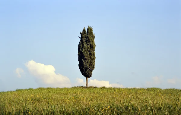 Cypress tree in Tuscany — Stock Photo, Image