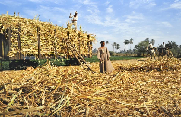 Trabalhadores agrícolas carregando cana colhida — Fotografia de Stock