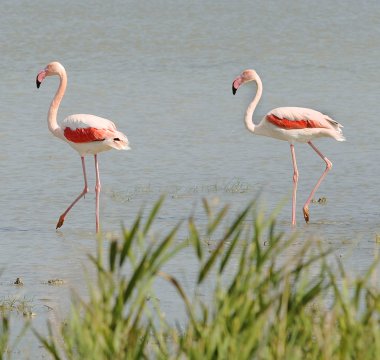 camargue içinde vahşi flamingolar