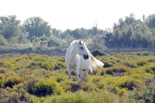 A wild white Camargue horse
