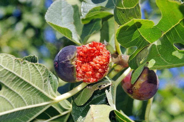 Figs — Stock Photo, Image