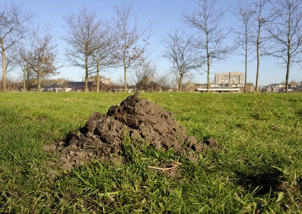 Molehill on green gras — Stock Photo, Image