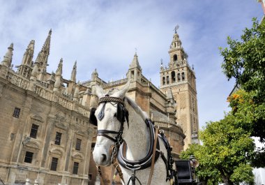 Sevilla Katedrali