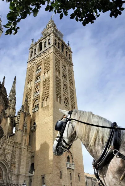 Pferd vor der Kathedrale von Sevilla — Stockfoto