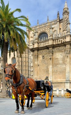 Sevilla Katedrali önünde bekleyen horsedrawn taşıma