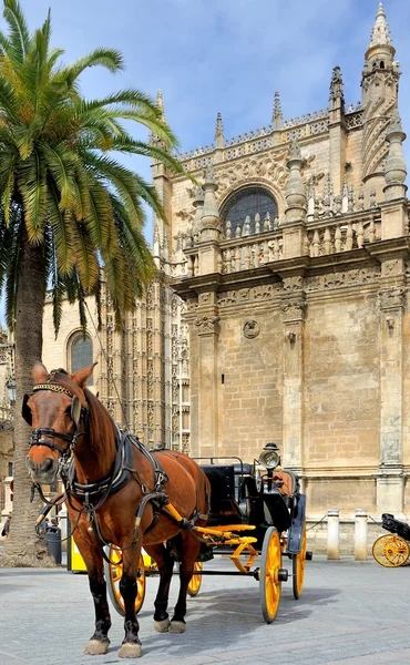 Häst transport väntar framför katedralen Sevilla — Stockfoto