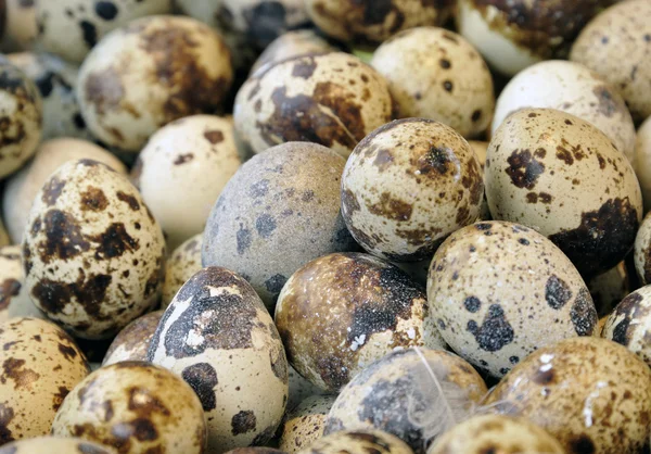 Quail eggs — Stock Photo, Image