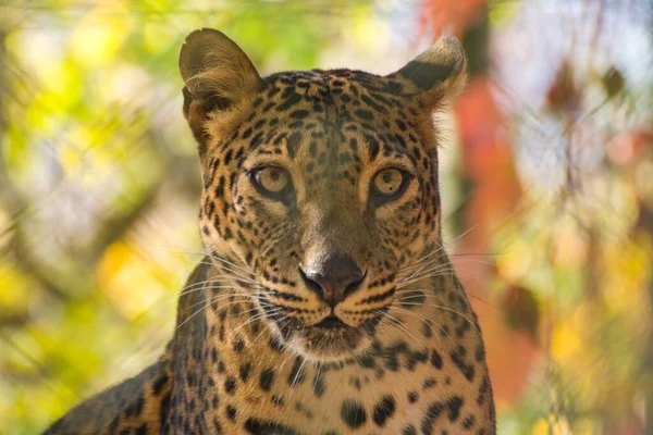 Ceylon Leopard Autumn Panthera Pardus Kotiya — Stock Photo, Image