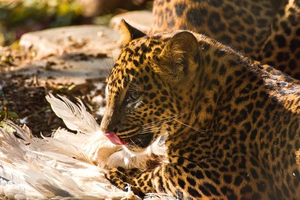 Eating Ceylon Leopard Autumn Panthera Pardus Kotiya — Stock Photo, Image