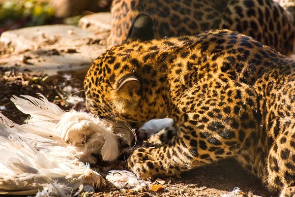 Eating Ceylon Leopard Autumn Panthera Pardus Kotiya — Stock Photo, Image