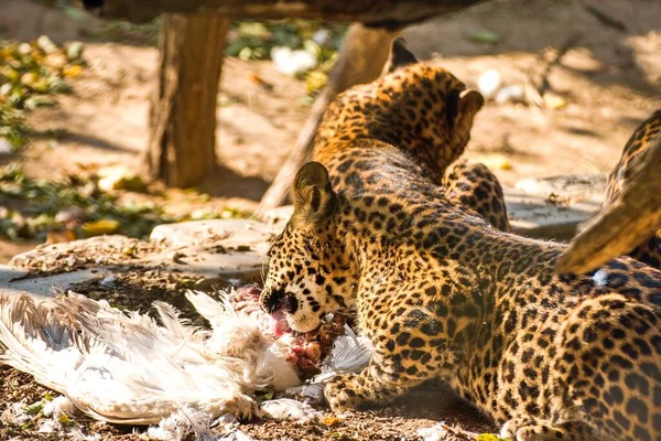 Eating Ceylon Leopard Autumn Panthera Pardus Kotiya — Stock Photo, Image