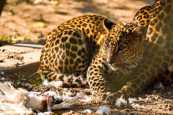 Eating Ceylon Leopard Autumn Panthera Pardus Kotiya — Stock Photo, Image