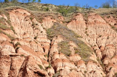 Rapa Rosie Sebes Alba