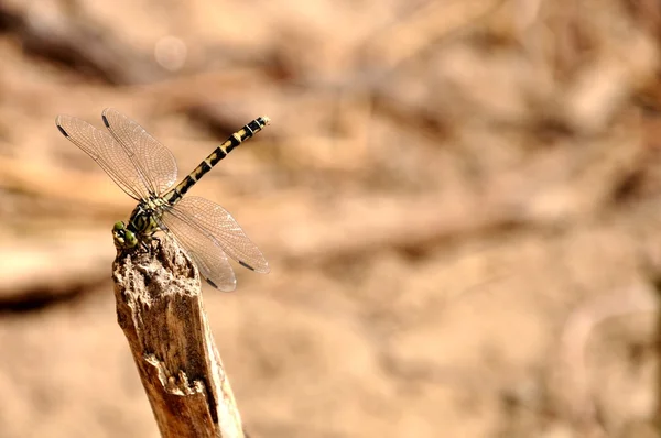 Dragonfly — Stock Photo, Image