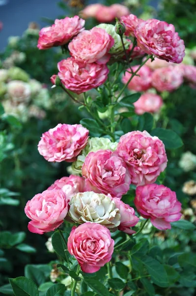 Röda och gröna rosor — Stockfoto